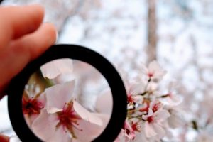 photo of a magnifying glass