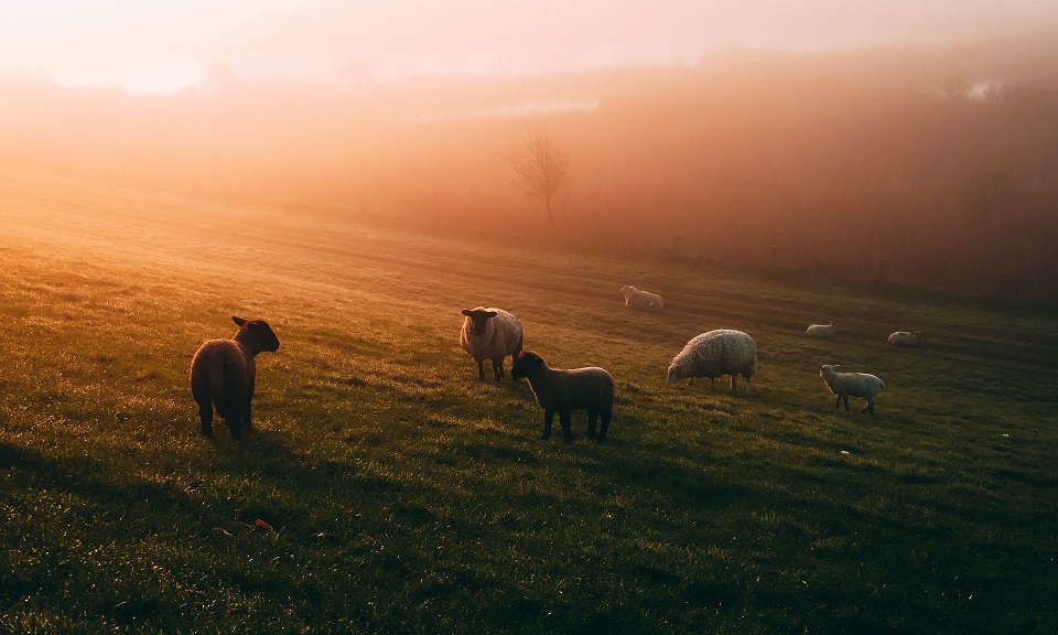 photo of sheep in misty field