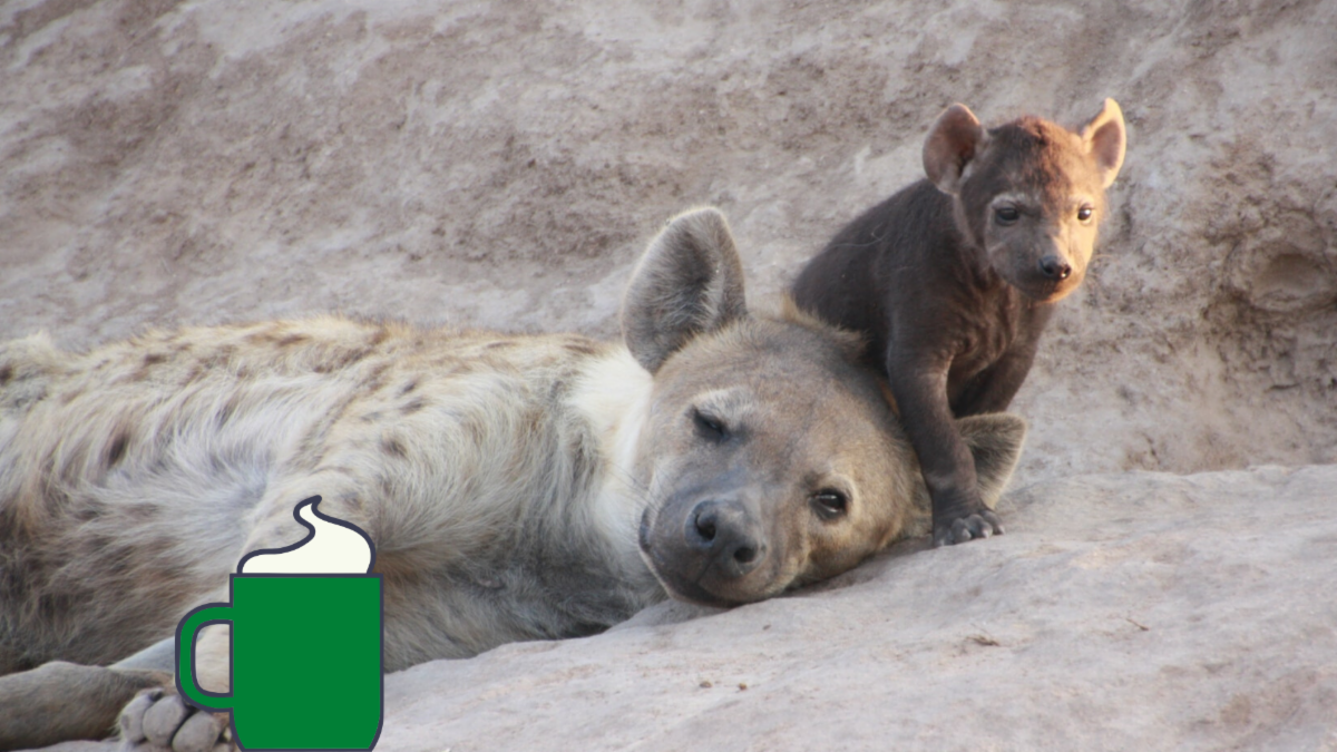 photo of hyena mother and baby hyena