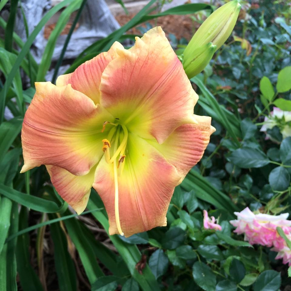 photo of a lilly