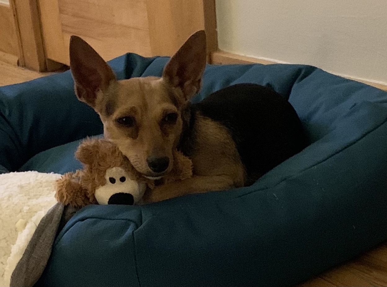 photo of rat terrier dog with teddy bear