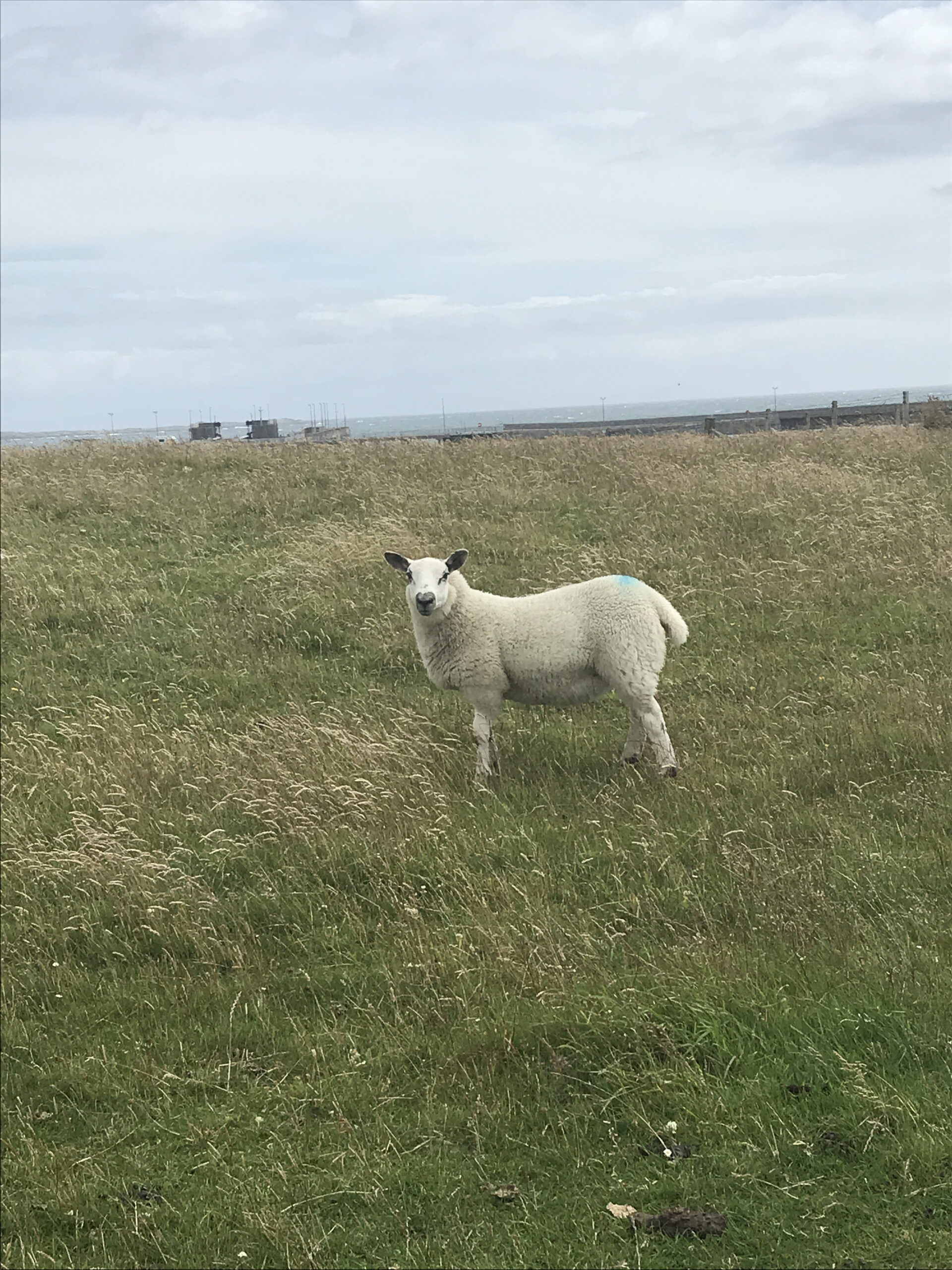 photo of a sheep