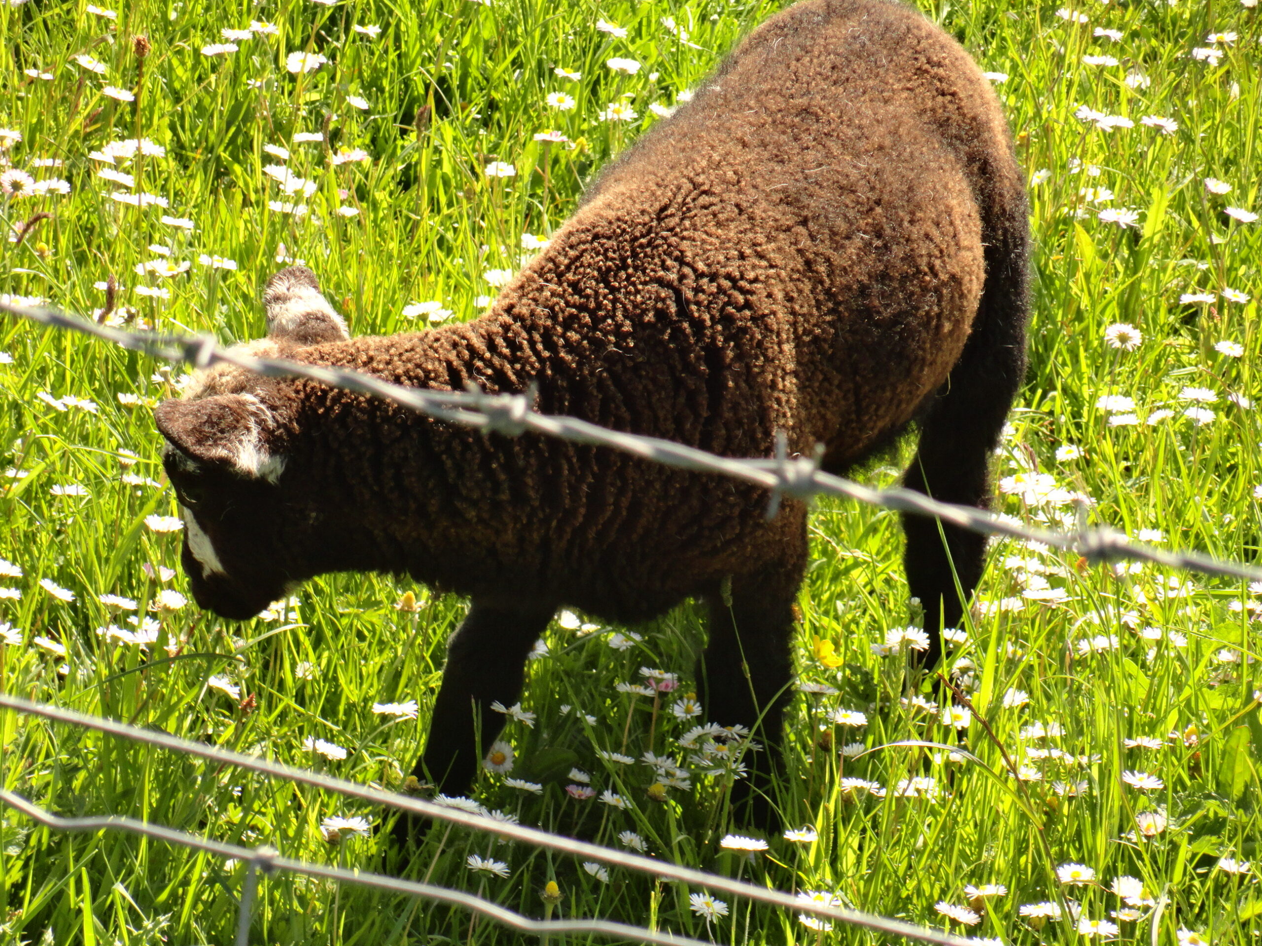 photo of a sheep near a fence