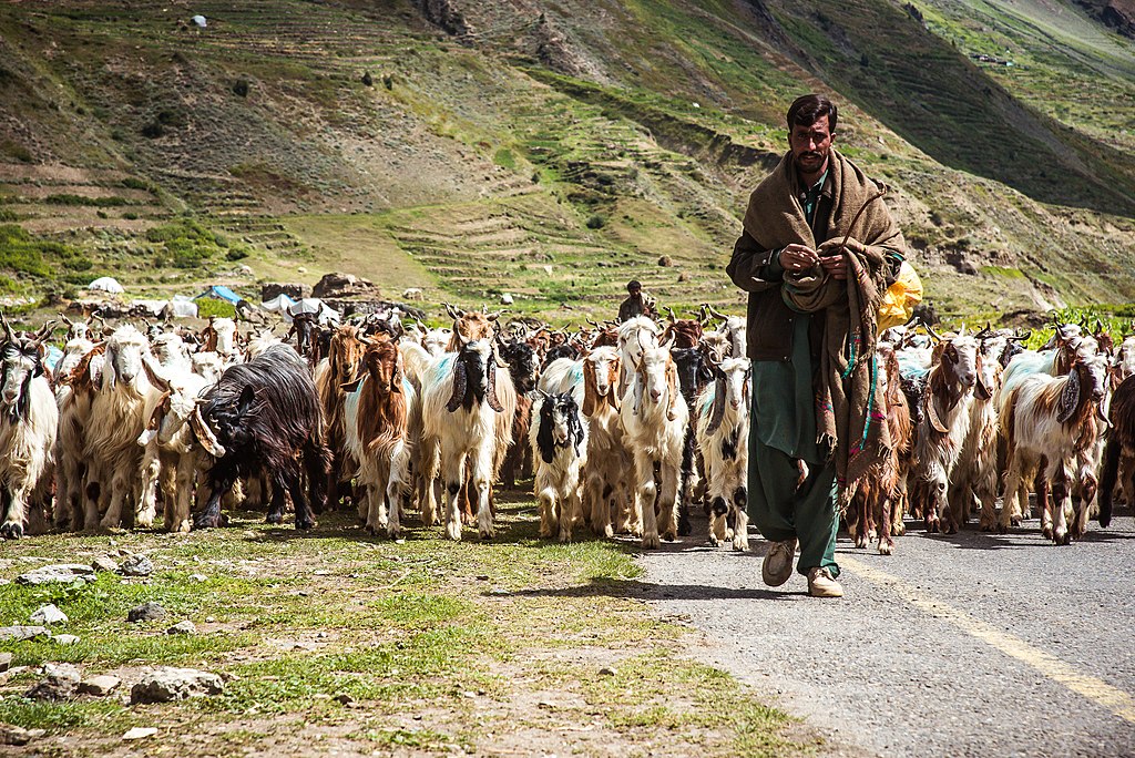 photo of a shepherd leading a flock of sheep