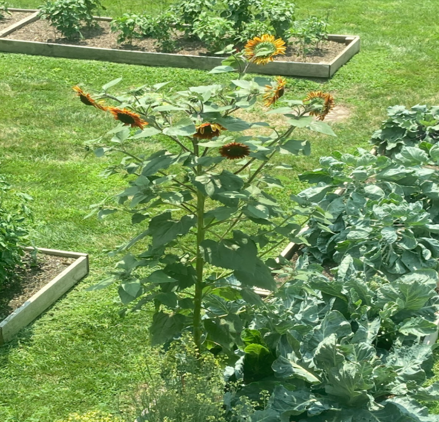 photo of a flower with yellow leaves in the church garden 